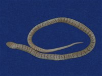 藏品(赤背松柏根)的圖片